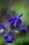 European columbine